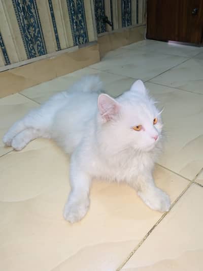 Persian male cat for sale