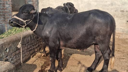 bull/buffelow/cow/veera/katta