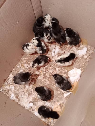 Imported F1 Aseel Chicks 03704904943