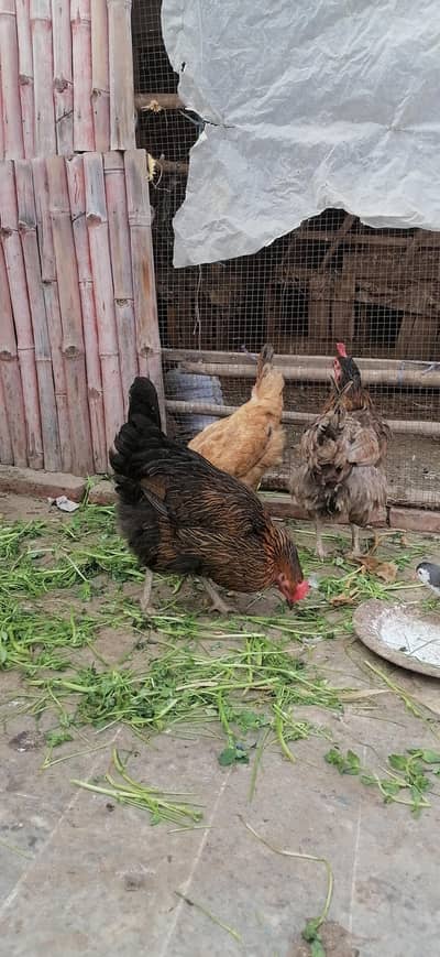 Healthy desi Hens