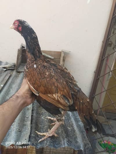 aseel khajoori pathi