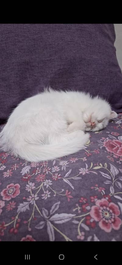 A home tamed cat for sale