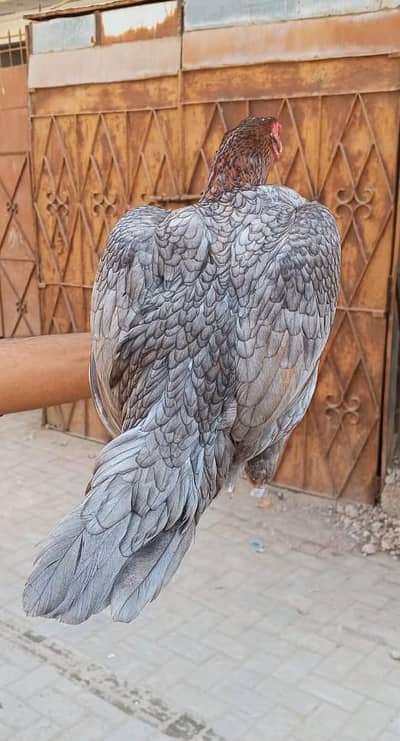 bantam, misri , aseel hens