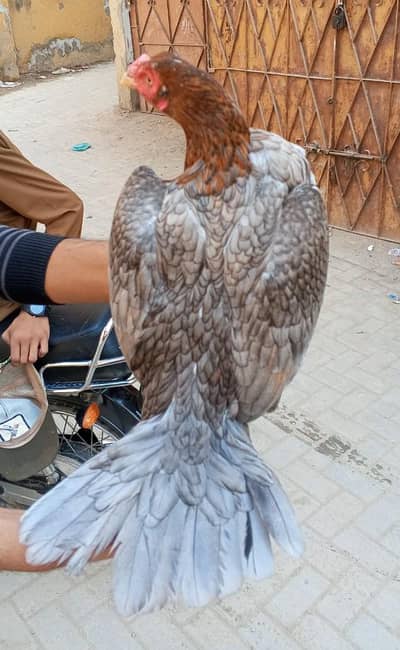 bantam, misri , aseel hens