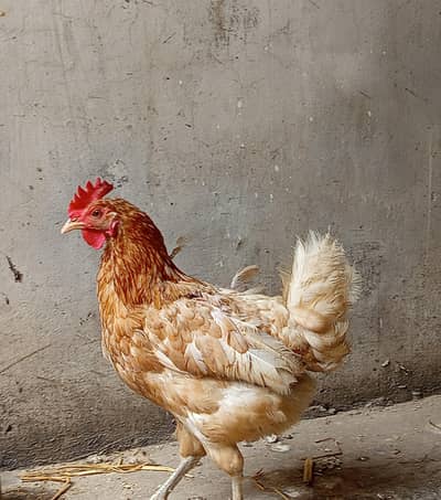 Dasi Murgi Ghar ki Pali hui