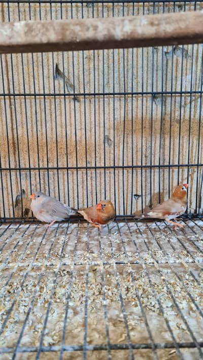 Orange finch & fawn java