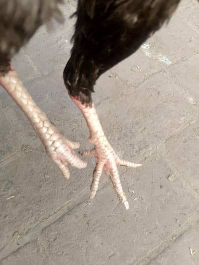 Aseel mianwali high quality khulyo Kandy ka patha