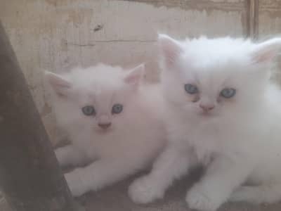 location: P I B colony Karachi