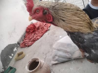 Aseel black java for sale