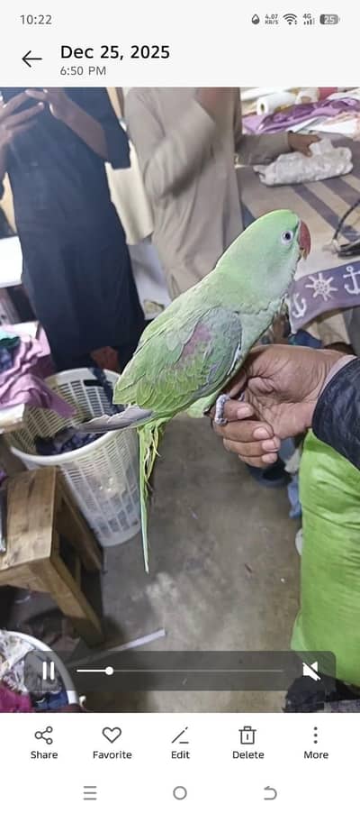 raw team haldi ine activate