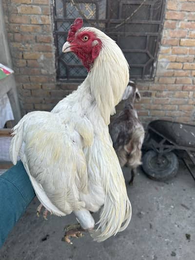 Heera aseel for sale