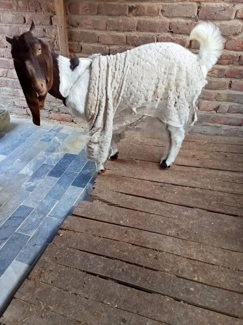 bakri 0