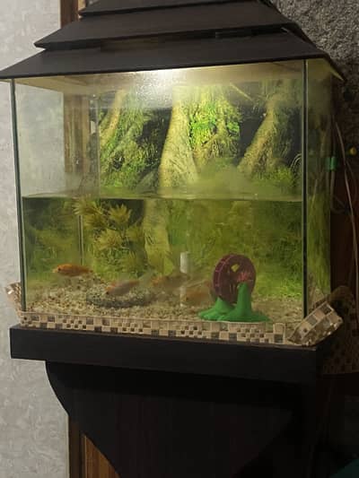 Fish tank with 6 fish
