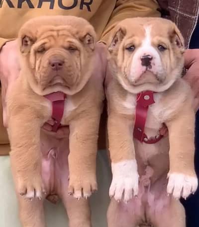 King Alabai pair pure breed security dog 2months for sale