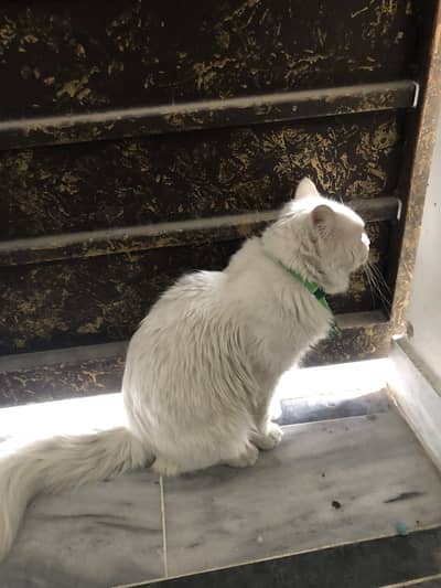 Persian male cat triple coat