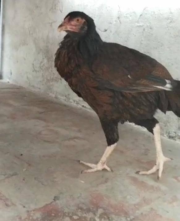 اصیل بلیک مرغی 0