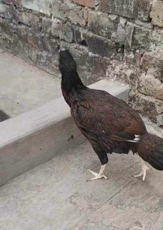 اصیل بلیک مرغی 1