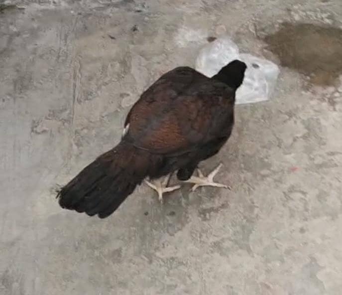 اصیل بلیک مرغی 2