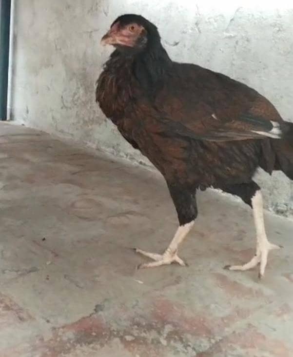 اصیل بلیک مرغی 3