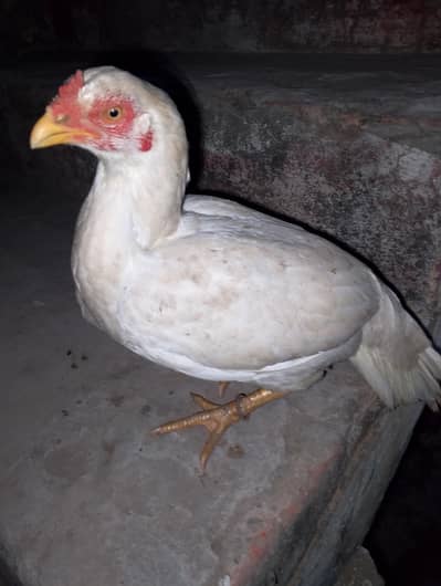 white aseel Madi for sale  Whatsapp 03074342609 video available