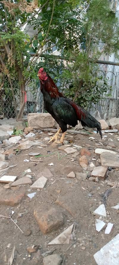 full ok safe murgah ha jis bhi ny lyna ha vo rabta kary