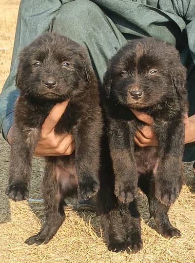 german shepherd triple coat 2 male for sale age 2 month