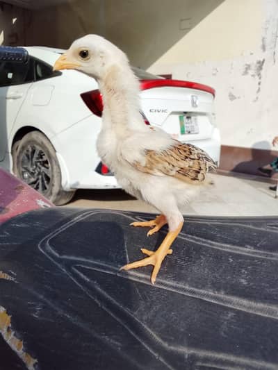 high quality aseel breed chicks