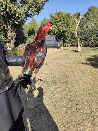 Trio High quality Aseels