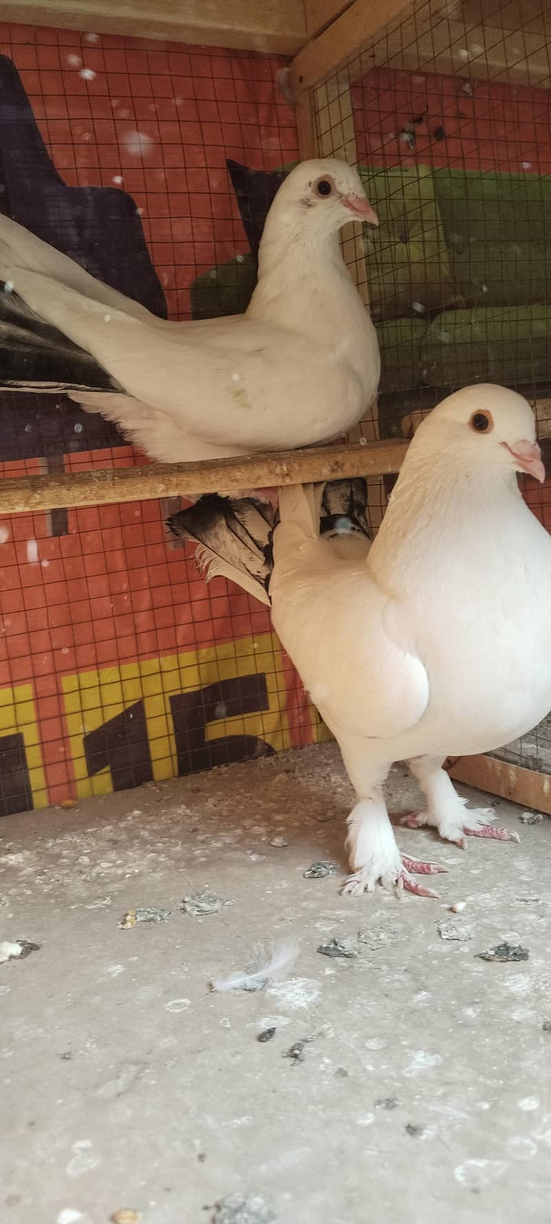 کبوتر فینسی خوبصورت 0