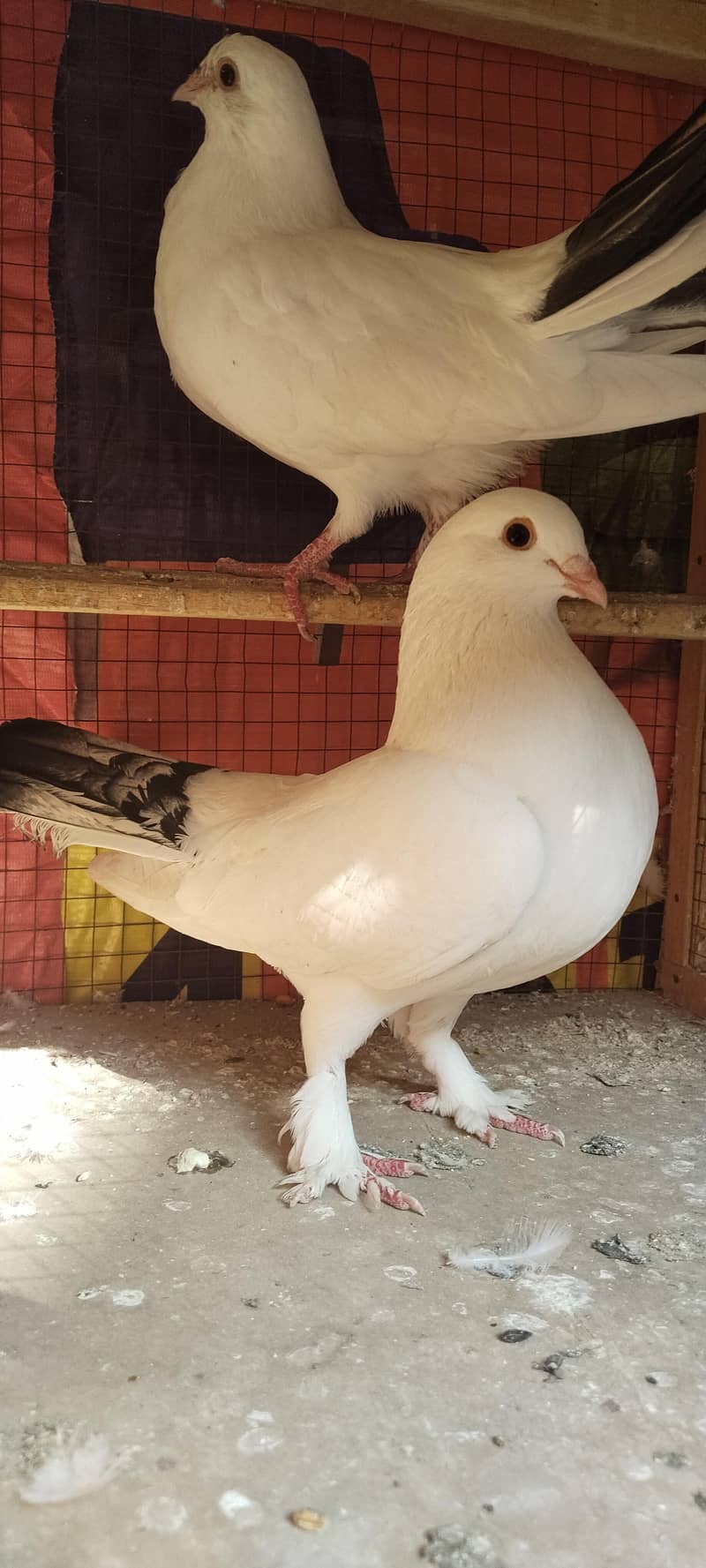 کبوتر فینسی خوبصورت 1