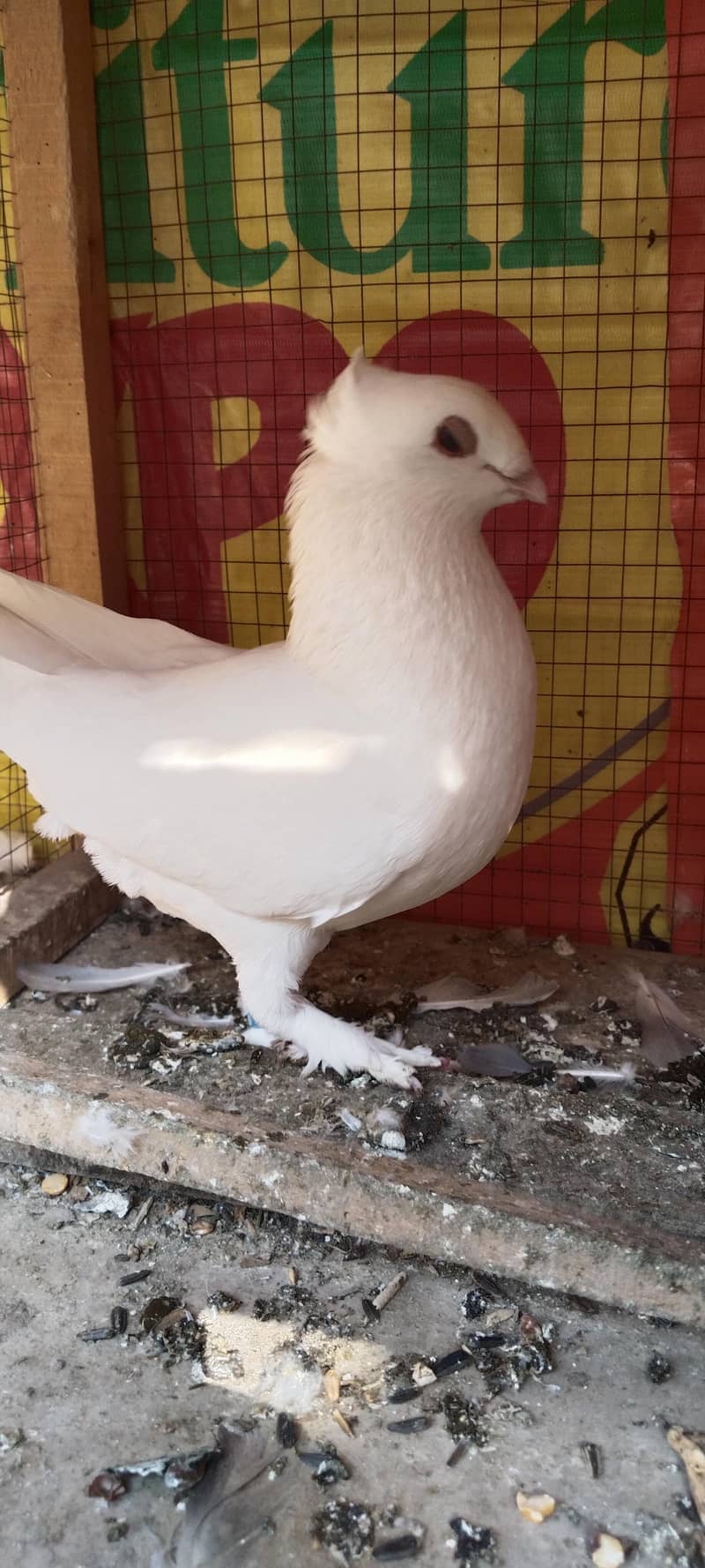 کبوتر فینسی خوبصورت 2