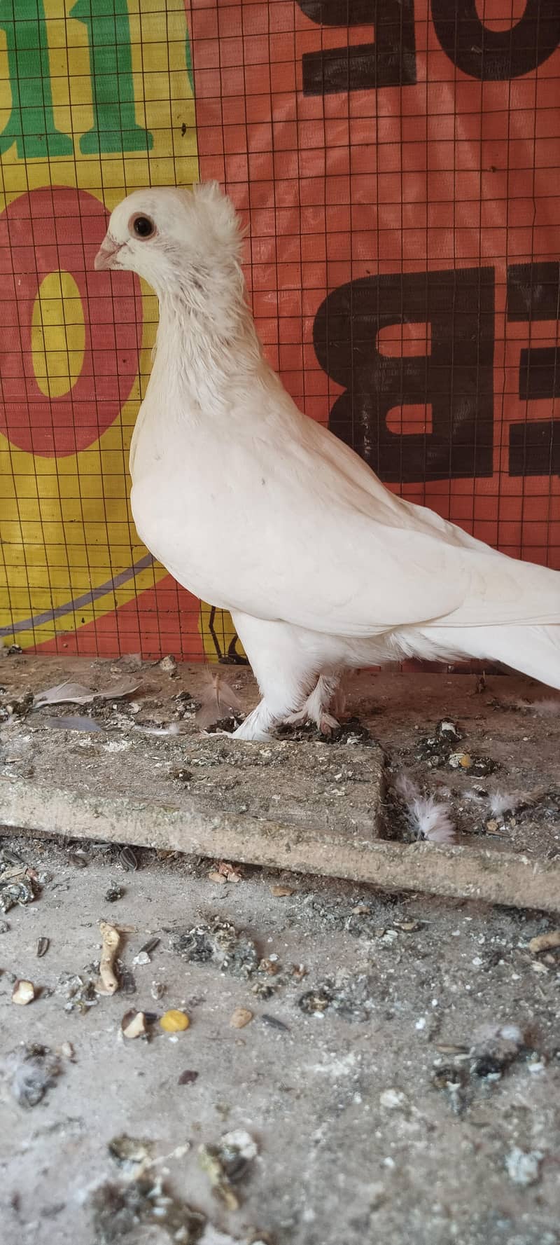 کبوتر فینسی خوبصورت 3