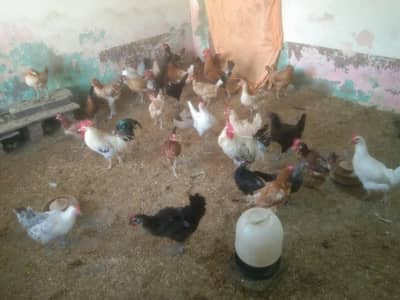 27 hen and 4 male
