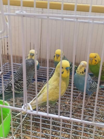 colorful bajees and jawa