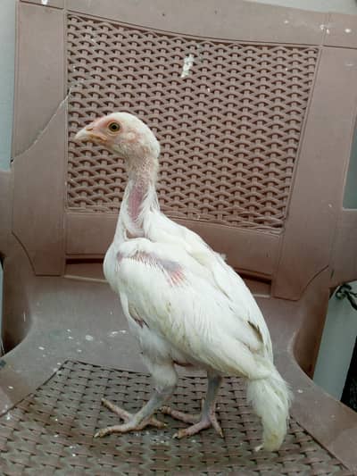 Pure Heera Sindhi Pair