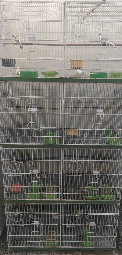 Diamond Dove Breading Pairs