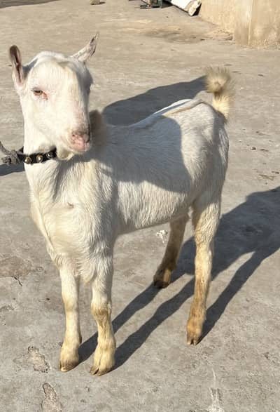 Male baqra for sale