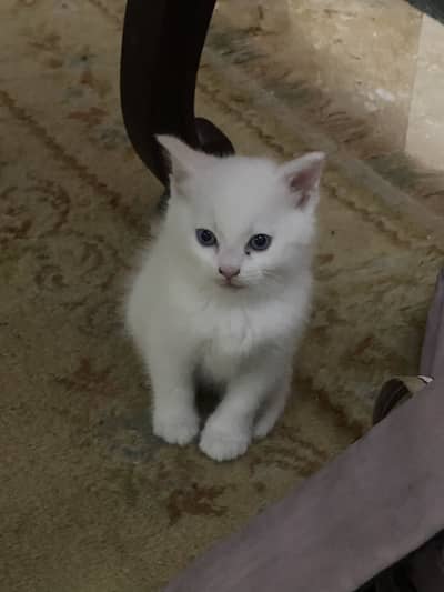 persian kittens for sale