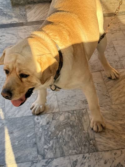 Male labrador
