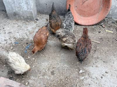 Golden Misrii Mix Male Female