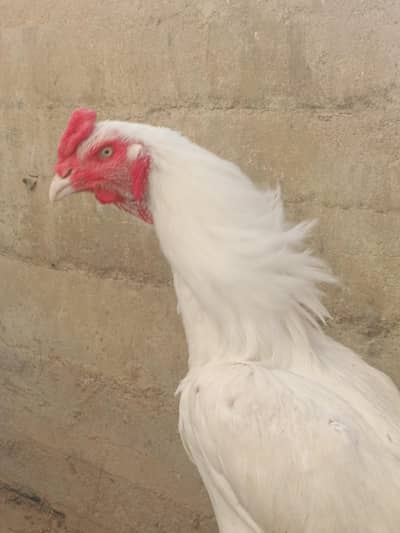 Kandhari Heera Aseel full white