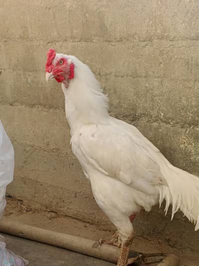 Kandhari Heera Aseel full white