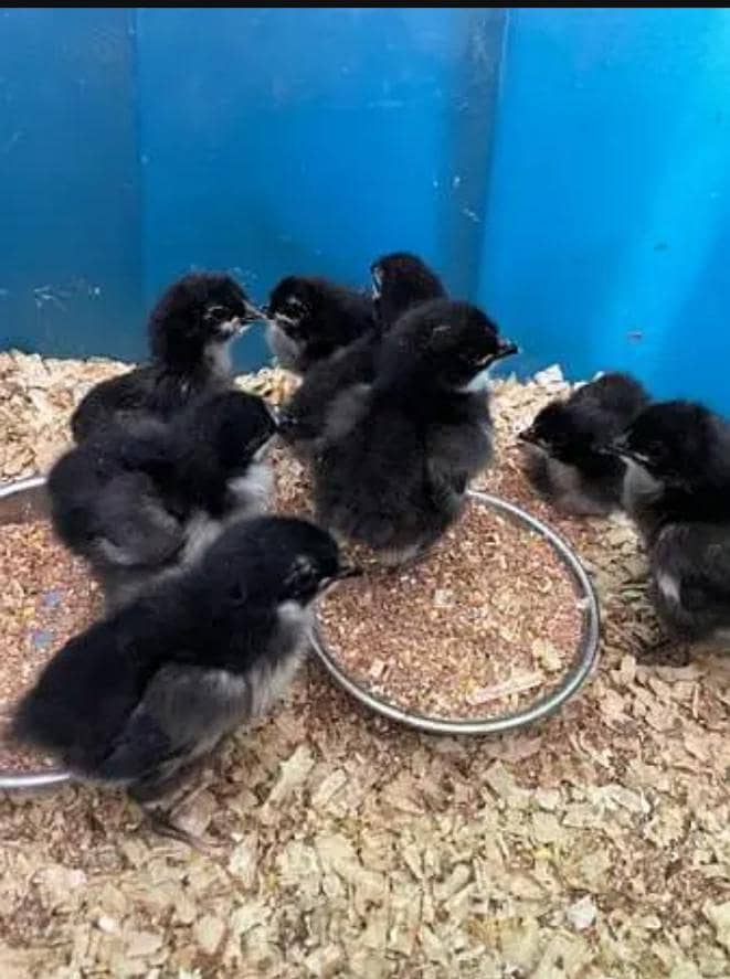 Australorp Chicks 0