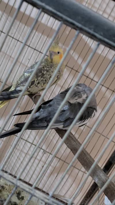 cocktail for sale healthy bird