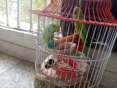green parrot ringneck ,funny parrots  male and female