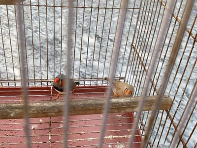 Finch Pair with cage