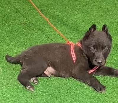 black Shepherd male for sale available