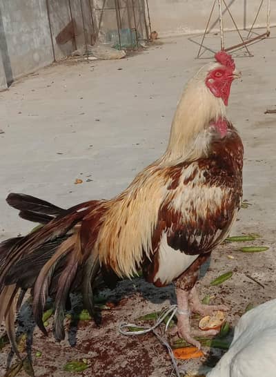 mashallah top quality miawali aseel murgafor sale