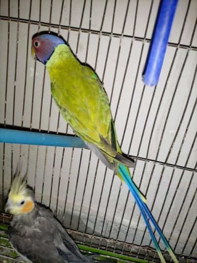 Cocktail , Love Birds , Common lutino