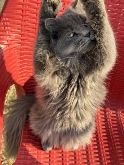 Persian kitten/Healthy and playful /longcoated